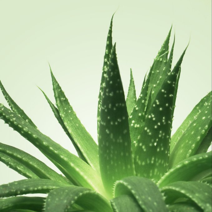 Gel de massage Nuru MixGliss Aloe Vera 150ml