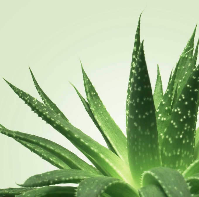 Gel de massage Nuru Mixgliss Aloe Vera 250ml